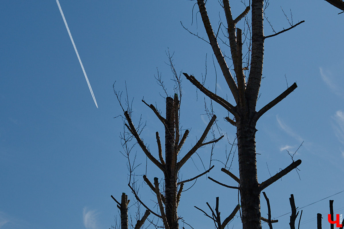 На земле груды спиленных веток, в воздухе висит терпкий смолистый дух, а вместо высоких и красивых деревьев – обрубленные пеньки. Во Владимире снова принялись омолаживать зеленый щит города. На этот раз звук бензопил раздавался по всему Суздальскому проспекту. Что не так с очередным актом благоустройства, «Ключ-Медиа» обсудил на месте с дендрологом Иваном Шматковым.