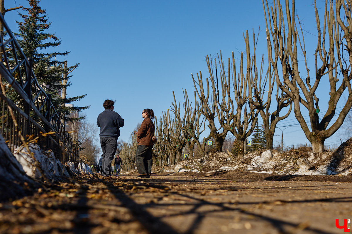На земле груды спиленных веток, в воздухе висит терпкий смолистый дух, а вместо высоких и красивых деревьев – обрубленные пеньки. Во Владимире снова принялись омолаживать зеленый щит города. На этот раз звук бензопил раздавался по всему Суздальскому проспекту. Что не так с очередным актом благоустройства, «Ключ-Медиа» обсудил на месте с дендрологом Иваном Шматковым.