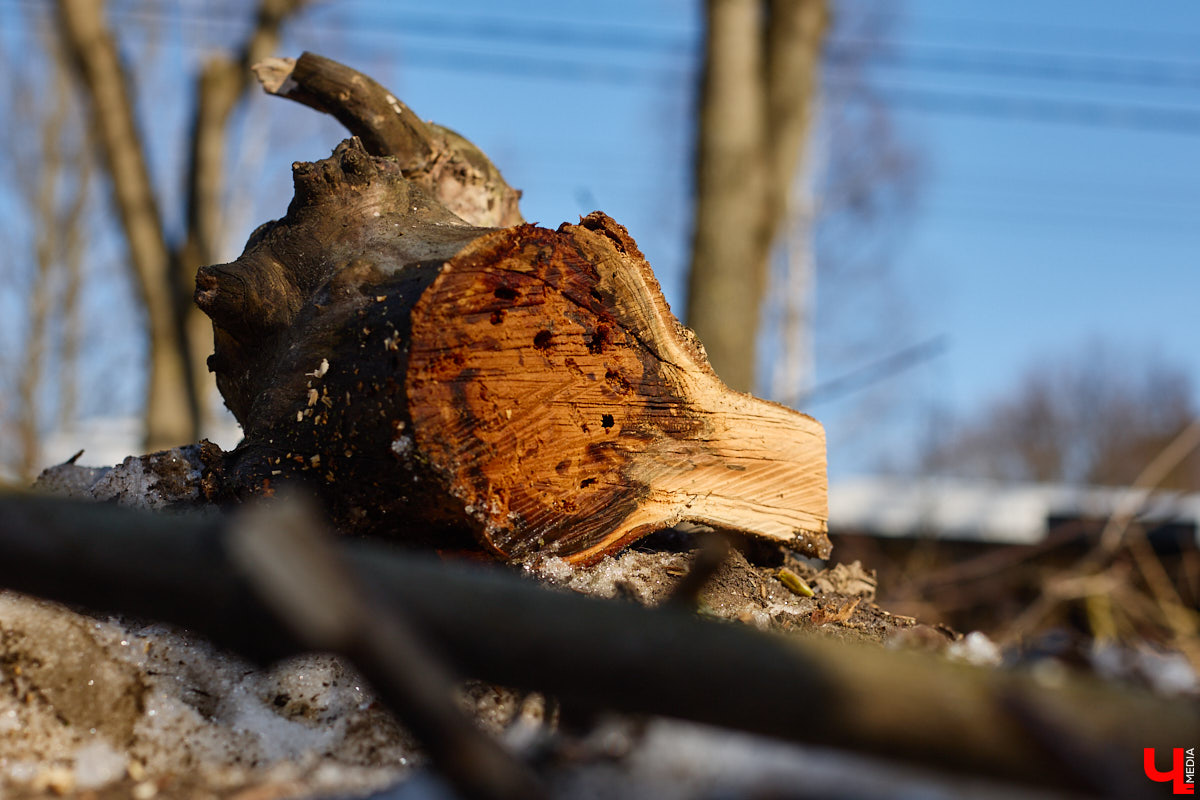 На земле груды спиленных веток, в воздухе висит терпкий смолистый дух, а вместо высоких и красивых деревьев – обрубленные пеньки. Во Владимире снова принялись омолаживать зеленый щит города. На этот раз звук бензопил раздавался по всему Суздальскому проспекту. Что не так с очередным актом благоустройства, «Ключ-Медиа» обсудил на месте с дендрологом Иваном Шматковым.