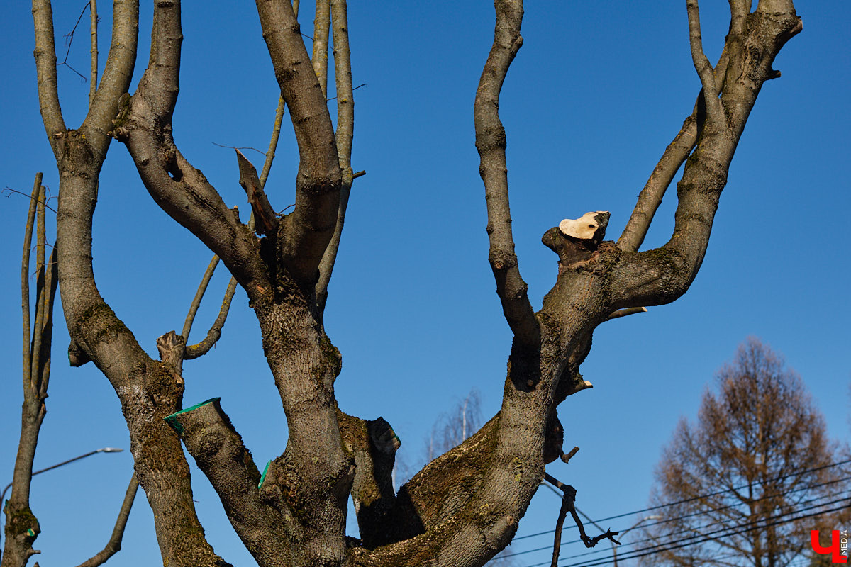 На земле груды спиленных веток, в воздухе висит терпкий смолистый дух, а вместо высоких и красивых деревьев – обрубленные пеньки. Во Владимире снова принялись омолаживать зеленый щит города. На этот раз звук бензопил раздавался по всему Суздальскому проспекту. Что не так с очередным актом благоустройства, «Ключ-Медиа» обсудил на месте с дендрологом Иваном Шматковым.