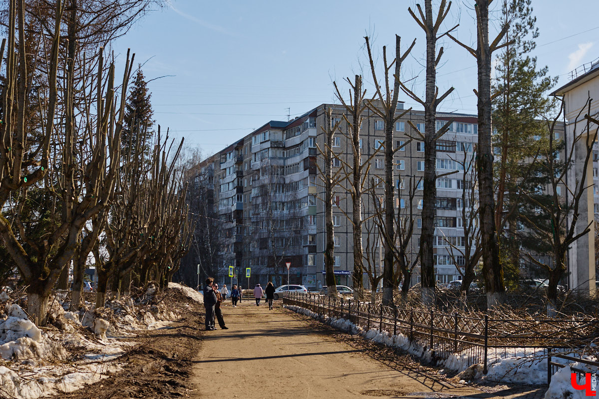 На земле груды спиленных веток, в воздухе висит терпкий смолистый дух, а вместо высоких и красивых деревьев – обрубленные пеньки. Во Владимире снова принялись омолаживать зеленый щит города. На этот раз звук бензопил раздавался по всему Суздальскому проспекту. Что не так с очередным актом благоустройства, «Ключ-Медиа» обсудил на месте с дендрологом Иваном Шматковым.