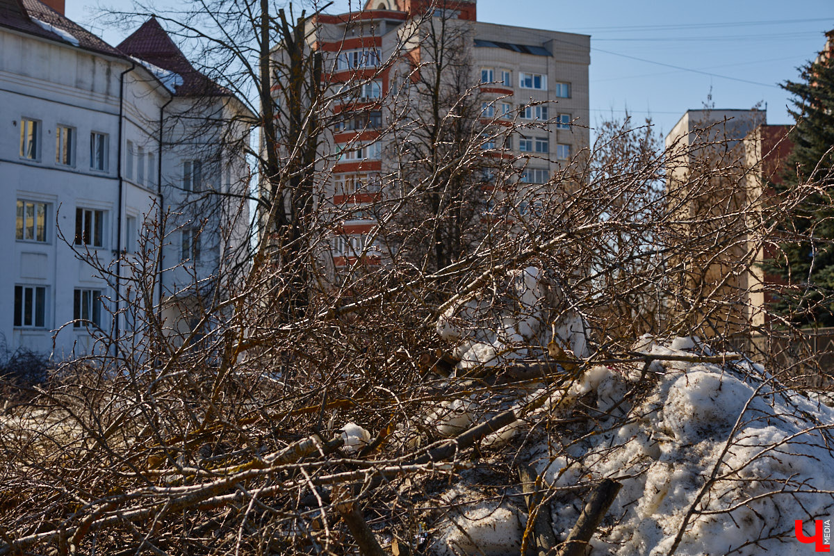 На земле груды спиленных веток, в воздухе висит терпкий смолистый дух, а вместо высоких и красивых деревьев – обрубленные пеньки. Во Владимире снова принялись омолаживать зеленый щит города. На этот раз звук бензопил раздавался по всему Суздальскому проспекту. Что не так с очередным актом благоустройства, «Ключ-Медиа» обсудил на месте с дендрологом Иваном Шматковым.