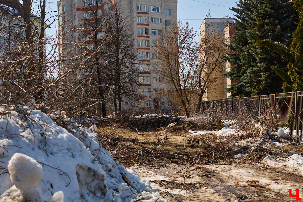 На земле груды спиленных веток, в воздухе висит терпкий смолистый дух, а вместо высоких и красивых деревьев – обрубленные пеньки. Во Владимире снова принялись омолаживать зеленый щит города. На этот раз звук бензопил раздавался по всему Суздальскому проспекту. Что не так с очередным актом благоустройства, «Ключ-Медиа» обсудил на месте с дендрологом Иваном Шматковым.