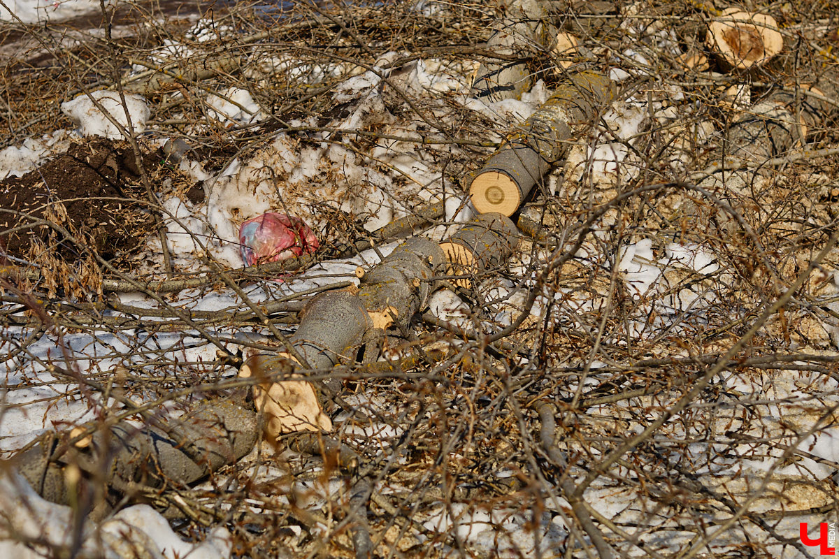 На земле груды спиленных веток, в воздухе висит терпкий смолистый дух, а вместо высоких и красивых деревьев – обрубленные пеньки. Во Владимире снова принялись омолаживать зеленый щит города. На этот раз звук бензопил раздавался по всему Суздальскому проспекту. Что не так с очередным актом благоустройства, «Ключ-Медиа» обсудил на месте с дендрологом Иваном Шматковым.