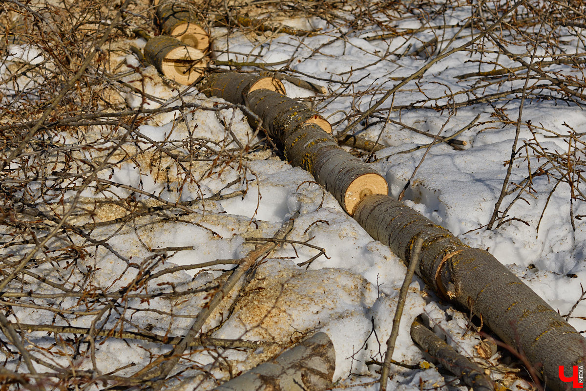 На земле груды спиленных веток, в воздухе висит терпкий смолистый дух, а вместо высоких и красивых деревьев – обрубленные пеньки. Во Владимире снова принялись омолаживать зеленый щит города. На этот раз звук бензопил раздавался по всему Суздальскому проспекту. Что не так с очередным актом благоустройства, «Ключ-Медиа» обсудил на месте с дендрологом Иваном Шматковым.