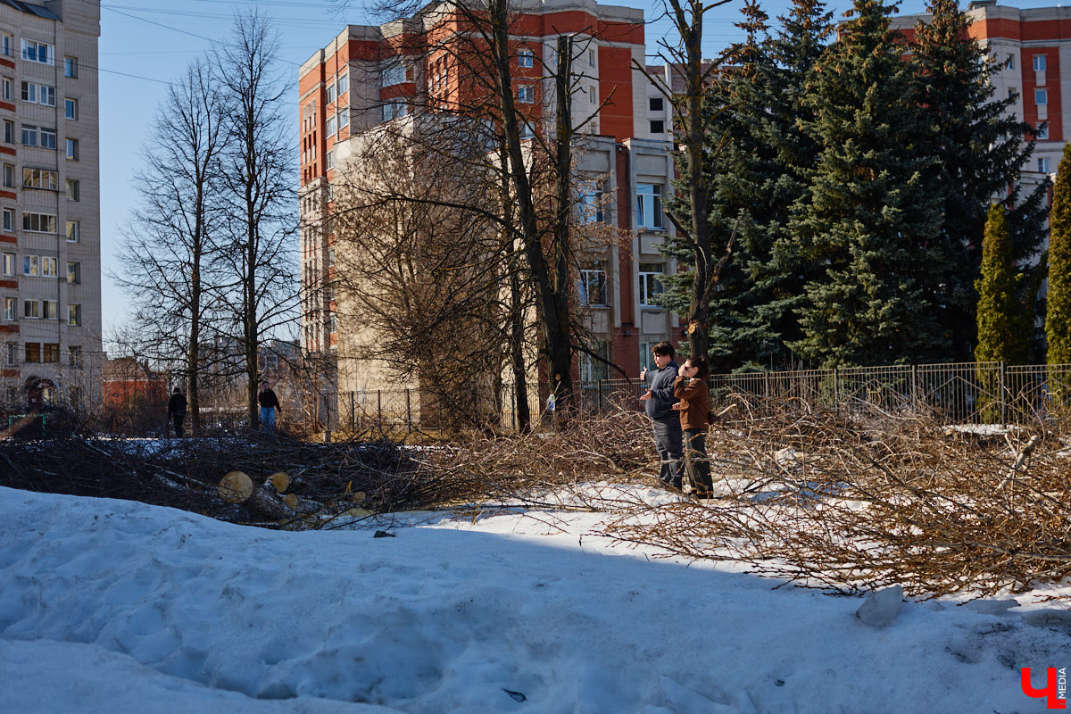 На земле груды спиленных веток, в воздухе висит терпкий смолистый дух, а вместо высоких и красивых деревьев – обрубленные пеньки. Во Владимире снова принялись омолаживать зеленый щит города. На этот раз звук бензопил раздавался по всему Суздальскому проспекту. Что не так с очередным актом благоустройства, «Ключ-Медиа» обсудил на месте с дендрологом Иваном Шматковым.