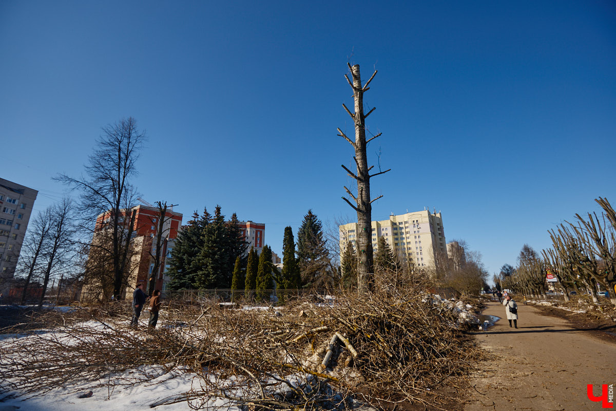 На земле груды спиленных веток, в воздухе висит терпкий смолистый дух, а вместо высоких и красивых деревьев – обрубленные пеньки. Во Владимире снова принялись омолаживать зеленый щит города. На этот раз звук бензопил раздавался по всему Суздальскому проспекту. Что не так с очередным актом благоустройства, «Ключ-Медиа» обсудил на месте с дендрологом Иваном Шматковым.