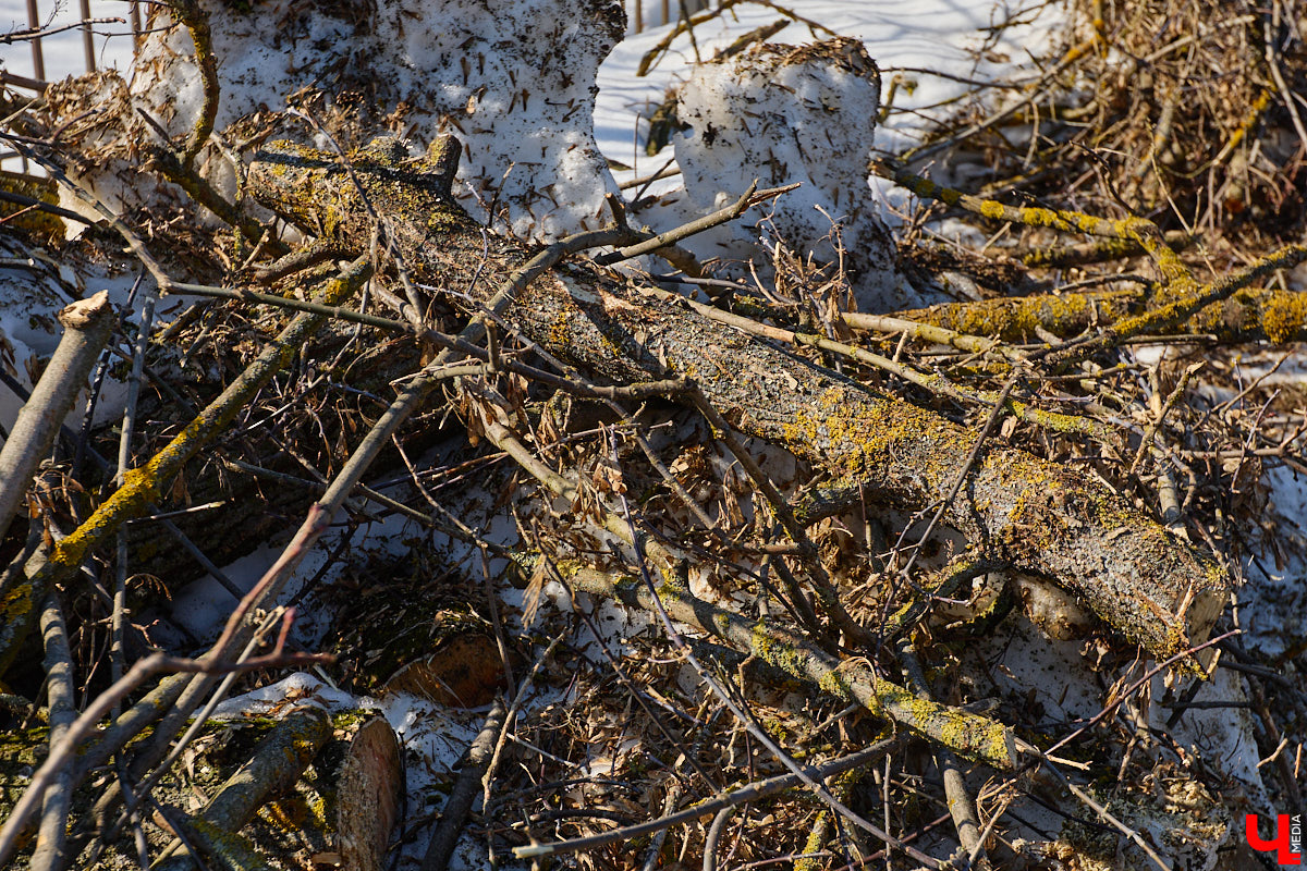 На земле груды спиленных веток, в воздухе висит терпкий смолистый дух, а вместо высоких и красивых деревьев – обрубленные пеньки. Во Владимире снова принялись омолаживать зеленый щит города. На этот раз звук бензопил раздавался по всему Суздальскому проспекту. Что не так с очередным актом благоустройства, «Ключ-Медиа» обсудил на месте с дендрологом Иваном Шматковым.