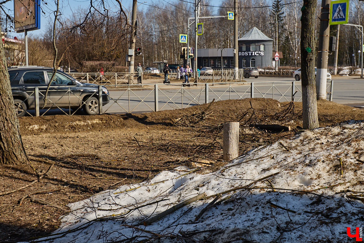 На земле груды спиленных веток, в воздухе висит терпкий смолистый дух, а вместо высоких и красивых деревьев – обрубленные пеньки. Во Владимире снова принялись омолаживать зеленый щит города. На этот раз звук бензопил раздавался по всему Суздальскому проспекту. Что не так с очередным актом благоустройства, «Ключ-Медиа» обсудил на месте с дендрологом Иваном Шматковым.