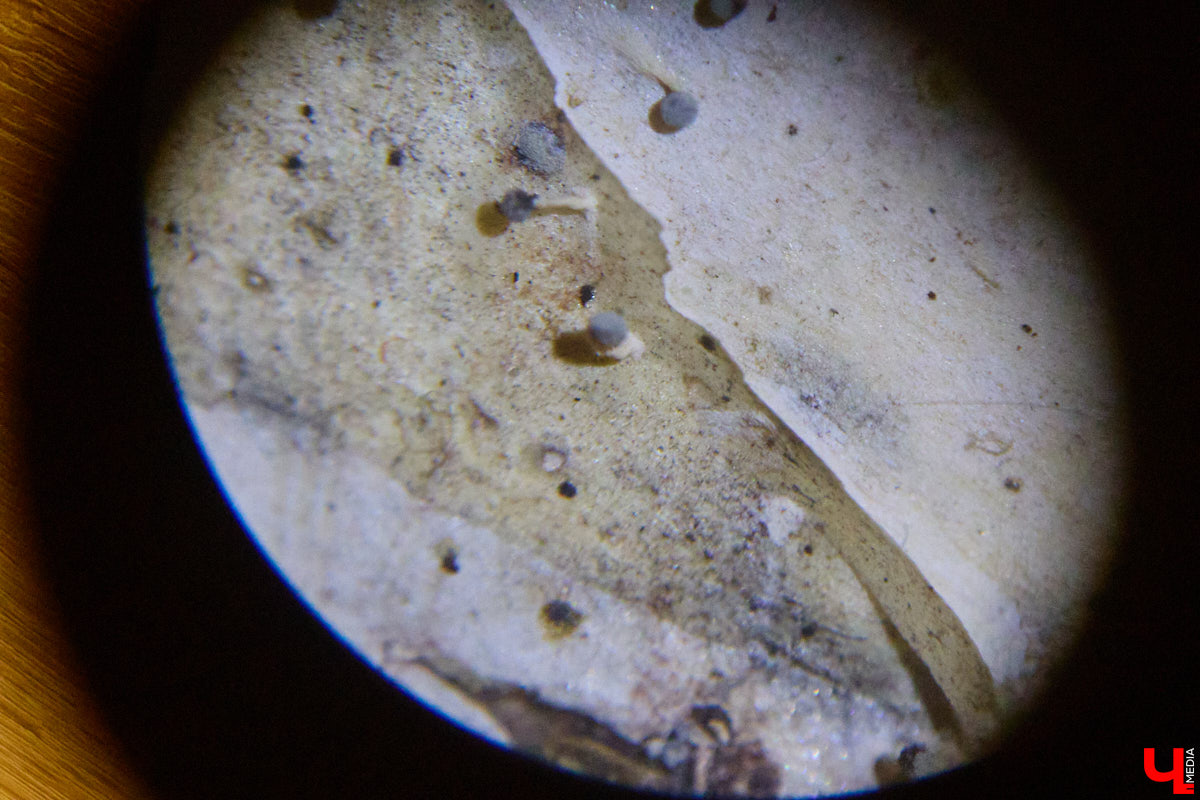 Что объединяет «Алису в Стране чудес», сериал The Last of Us и «Служебный роман»? Не поверите, но... грибы! Доказал эту гипотезу биолог Артем Мишулин. Специалист раскрыл все жизненные секреты этих тихонь, а также объяснил, почему они так сильно вдохновляют дизайнеров из киносферы брать их на главные роли.