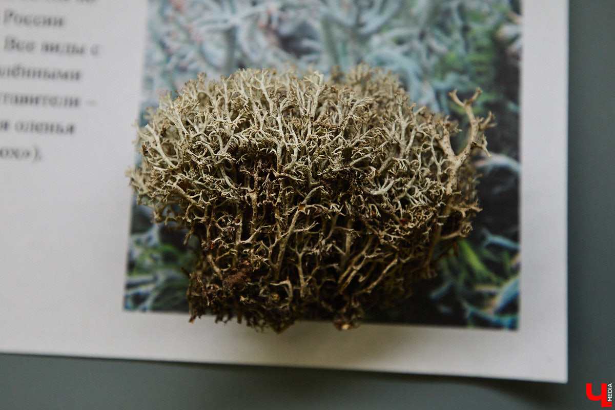 Что объединяет «Алису в Стране чудес», сериал The Last of Us и «Служебный роман»? Не поверите, но... грибы! Доказал эту гипотезу биолог Артем Мишулин. Специалист раскрыл все жизненные секреты этих тихонь, а также объяснил, почему они так сильно вдохновляют дизайнеров из киносферы брать их на главные роли.