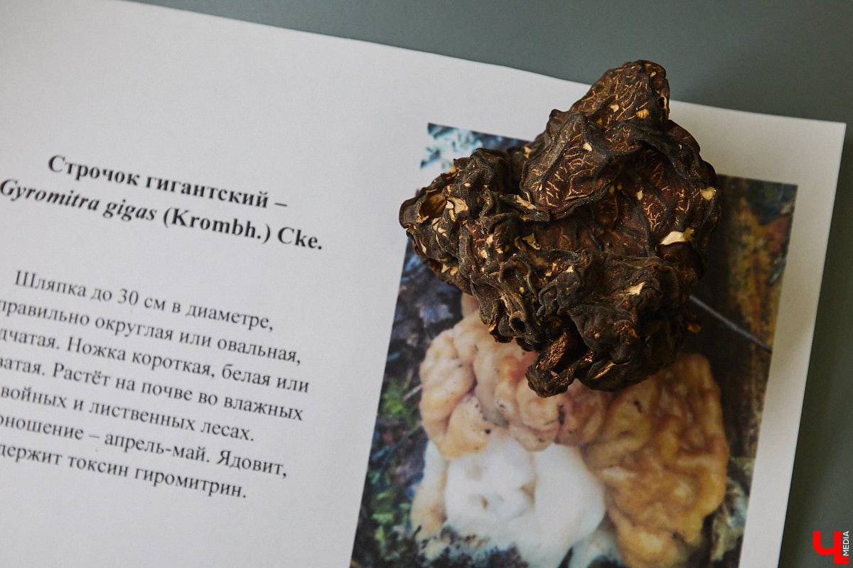 Что объединяет «Алису в Стране чудес», сериал The Last of Us и «Служебный роман»? Не поверите, но... грибы! Доказал эту гипотезу биолог Артем Мишулин. Специалист раскрыл все жизненные секреты этих тихонь, а также объяснил, почему они так сильно вдохновляют дизайнеров из киносферы брать их на главные роли.