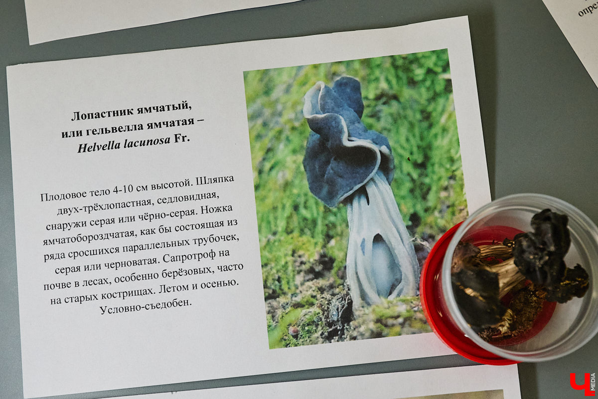 Что объединяет «Алису в Стране чудес», сериал The Last of Us и «Служебный роман»? Не поверите, но... грибы! Доказал эту гипотезу биолог Артем Мишулин. Специалист раскрыл все жизненные секреты этих тихонь, а также объяснил, почему они так сильно вдохновляют дизайнеров из киносферы брать их на главные роли.