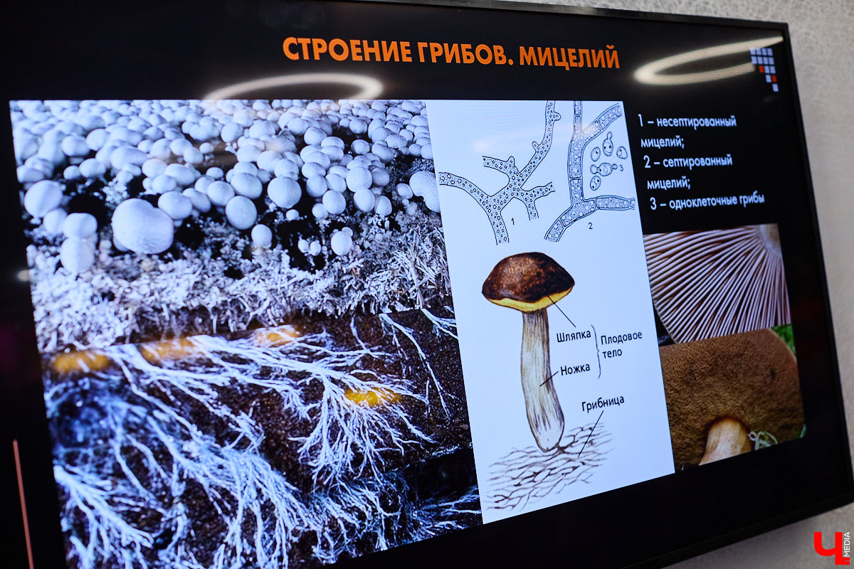 Что объединяет «Алису в Стране чудес», сериал The Last of Us и «Служебный роман»? Не поверите, но... грибы! Доказал эту гипотезу биолог Артем Мишулин. Специалист раскрыл все жизненные секреты этих тихонь, а также объяснил, почему они так сильно вдохновляют дизайнеров из киносферы брать их на главные роли.