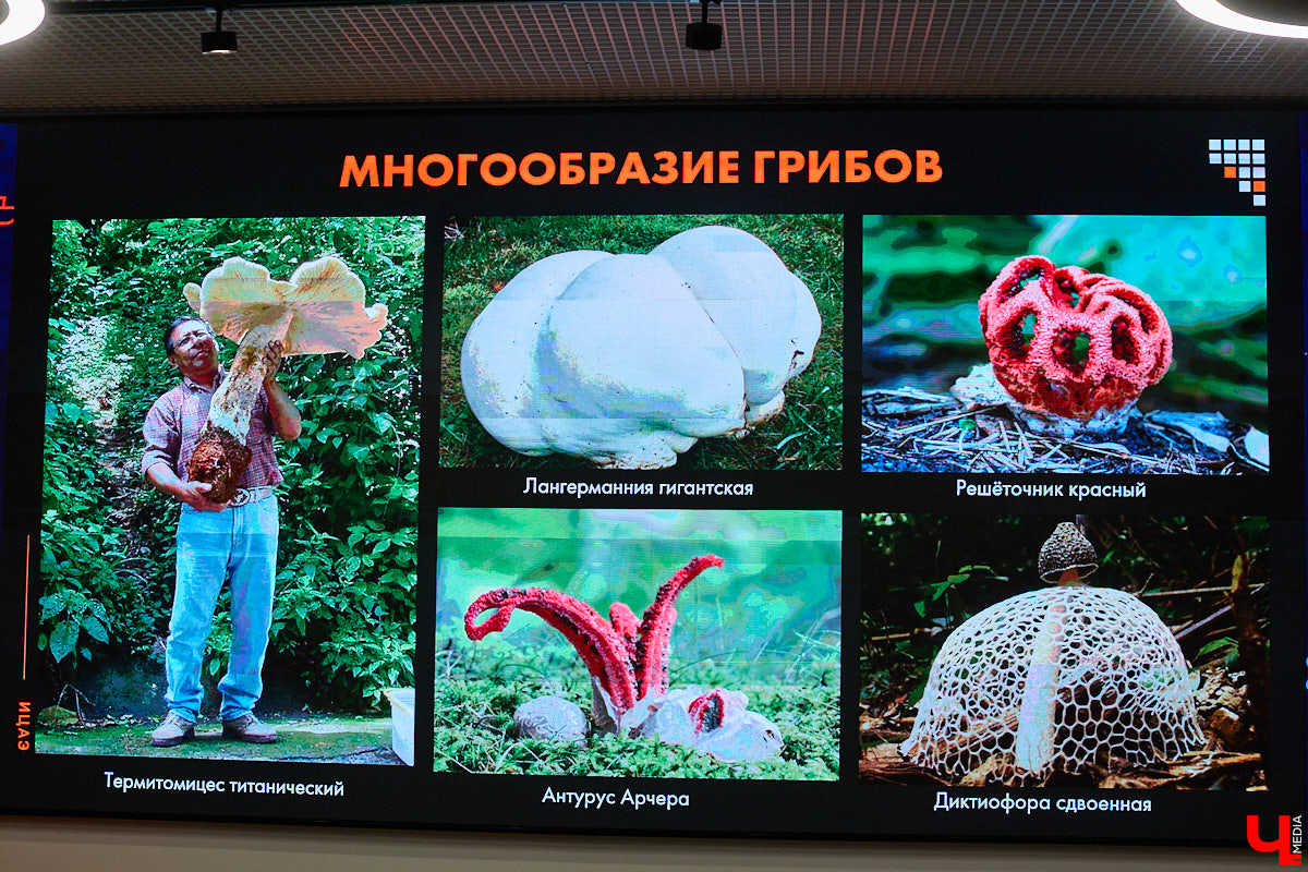 Что объединяет «Алису в Стране чудес», сериал The Last of Us и «Служебный роман»? Не поверите, но... грибы! Доказал эту гипотезу биолог Артем Мишулин. Специалист раскрыл все жизненные секреты этих тихонь, а также объяснил, почему они так сильно вдохновляют дизайнеров из киносферы брать их на главные роли.