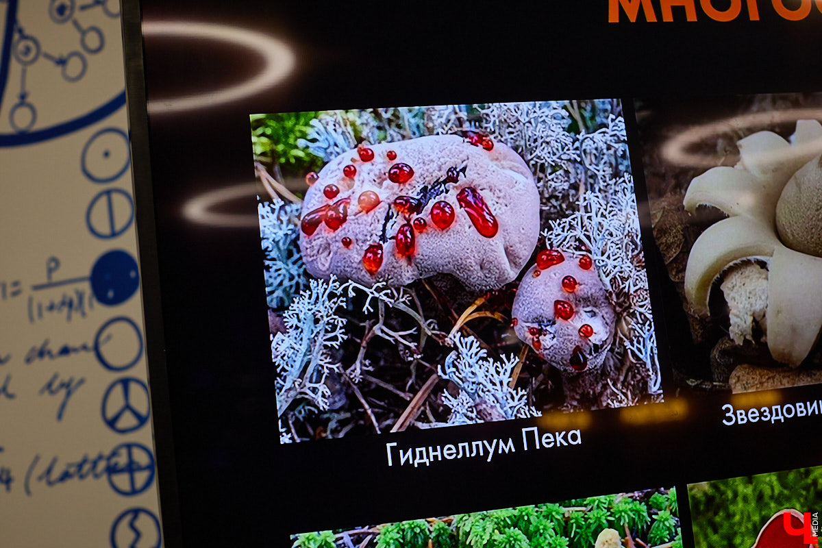 Что объединяет «Алису в Стране чудес», сериал The Last of Us и «Служебный роман»? Не поверите, но... грибы! Доказал эту гипотезу биолог Артем Мишулин. Специалист раскрыл все жизненные секреты этих тихонь, а также объяснил, почему они так сильно вдохновляют дизайнеров из киносферы брать их на главные роли.