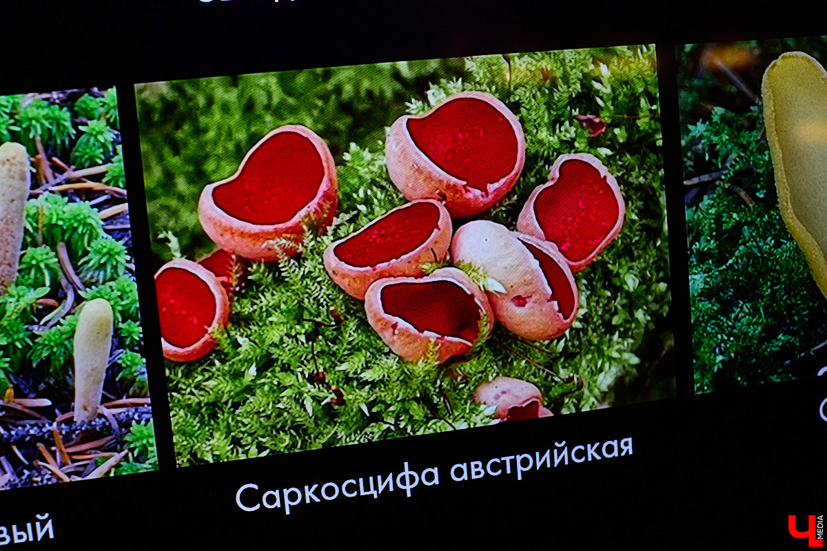 Что объединяет «Алису в Стране чудес», сериал The Last of Us и «Служебный роман»? Не поверите, но... грибы! Доказал эту гипотезу биолог Артем Мишулин. Специалист раскрыл все жизненные секреты этих тихонь, а также объяснил, почему они так сильно вдохновляют дизайнеров из киносферы брать их на главные роли.