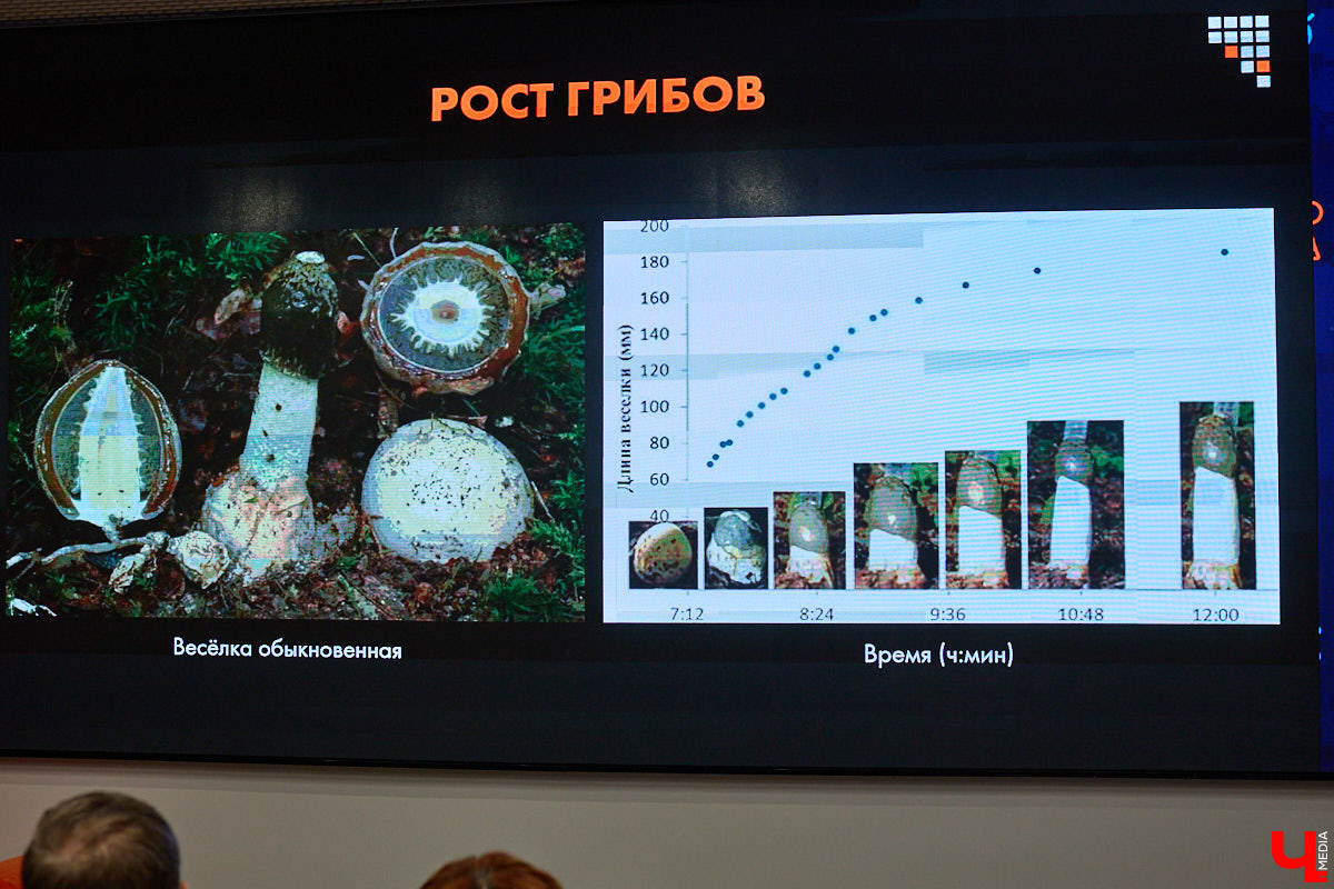 Что объединяет «Алису в Стране чудес», сериал The Last of Us и «Служебный роман»? Не поверите, но... грибы! Доказал эту гипотезу биолог Артем Мишулин. Специалист раскрыл все жизненные секреты этих тихонь, а также объяснил, почему они так сильно вдохновляют дизайнеров из киносферы брать их на главные роли.