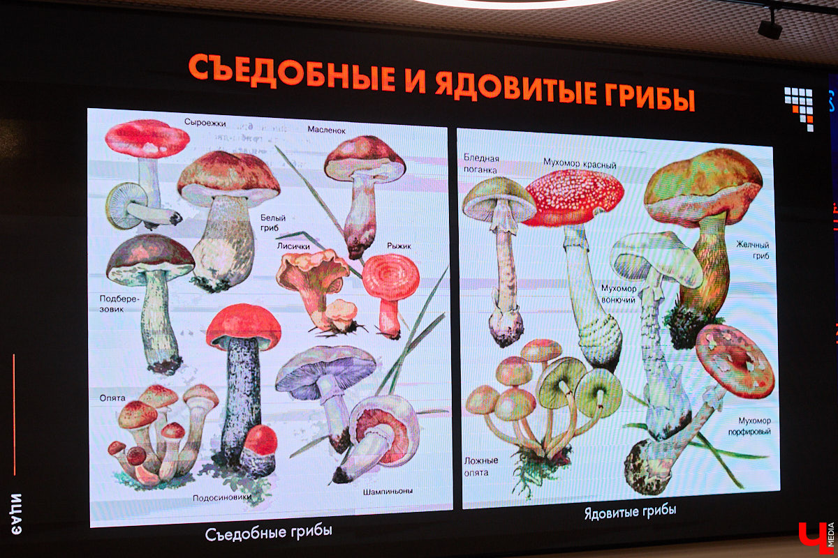 Что объединяет «Алису в Стране чудес», сериал The Last of Us и «Служебный роман»? Не поверите, но... грибы! Доказал эту гипотезу биолог Артем Мишулин. Специалист раскрыл все жизненные секреты этих тихонь, а также объяснил, почему они так сильно вдохновляют дизайнеров из киносферы брать их на главные роли.
