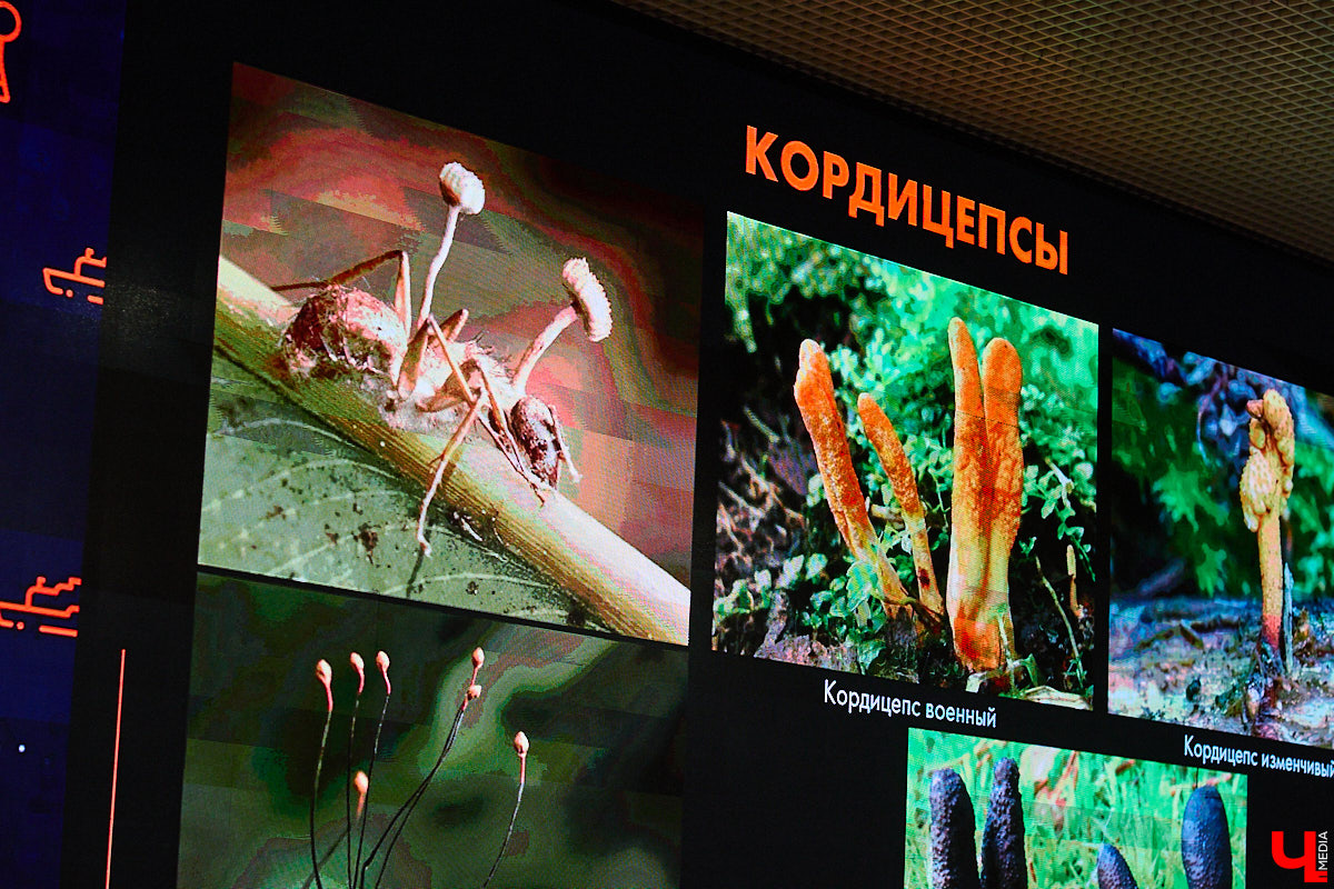 Что объединяет «Алису в Стране чудес», сериал The Last of Us и «Служебный роман»? Не поверите, но... грибы! Доказал эту гипотезу биолог Артем Мишулин. Специалист раскрыл все жизненные секреты этих тихонь, а также объяснил, почему они так сильно вдохновляют дизайнеров из киносферы брать их на главные роли.