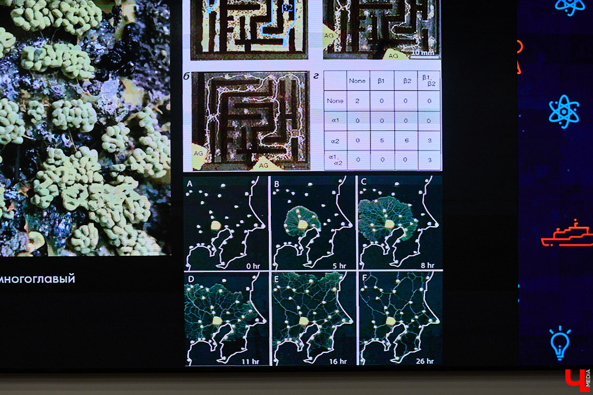 Что объединяет «Алису в Стране чудес», сериал The Last of Us и «Служебный роман»? Не поверите, но... грибы! Доказал эту гипотезу биолог Артем Мишулин. Специалист раскрыл все жизненные секреты этих тихонь, а также объяснил, почему они так сильно вдохновляют дизайнеров из киносферы брать их на главные роли.