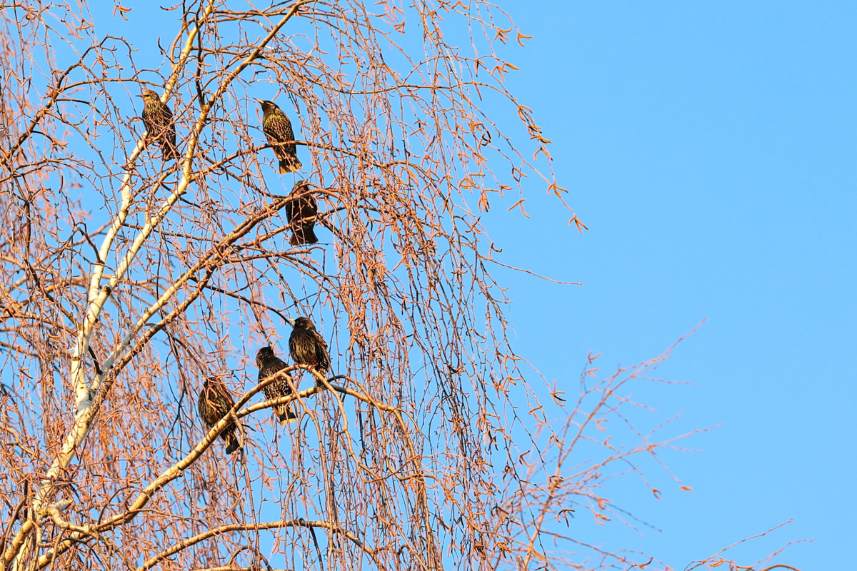Жители Владимирской области запечатлели в небе под Суздалем сотни арктических воробьев и стаю белых лебедей. Есть в весенней коллекции местных фотографов также прекрасные скворцы и очаровательные свиристели. В Международный день птиц «Ключ-Медиа» делится подборкой самых эффектных кадров пернатых.