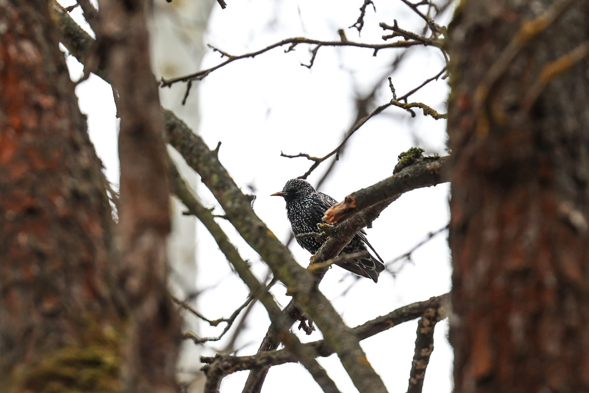 Жители Владимирской области запечатлели в небе под Суздалем сотни арктических воробьев и стаю белых лебедей. Есть в весенней коллекции местных фотографов также прекрасные скворцы и очаровательные свиристели. В Международный день птиц «Ключ-Медиа» делится подборкой самых эффектных кадров пернатых.
