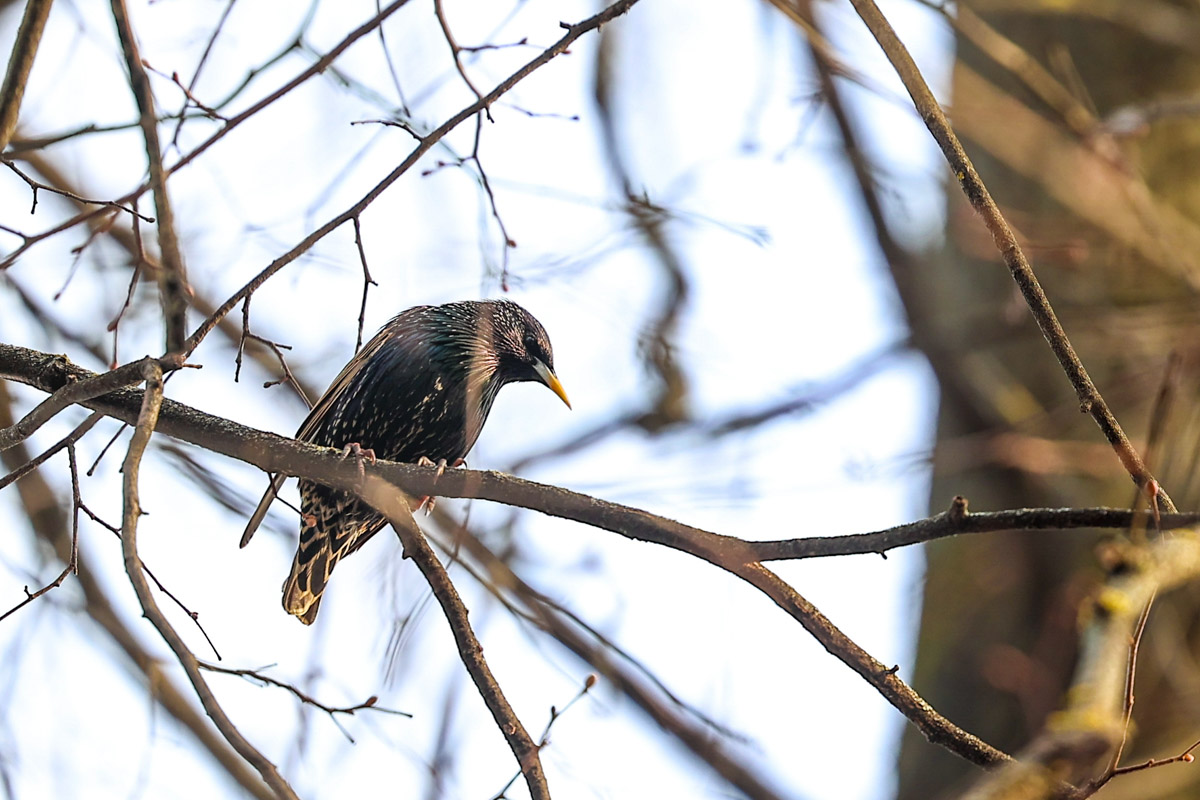 Жители Владимирской области запечатлели в небе под Суздалем сотни арктических воробьев и стаю белых лебедей. Есть в весенней коллекции местных фотографов также прекрасные скворцы и очаровательные свиристели. В Международный день птиц «Ключ-Медиа» делится подборкой самых эффектных кадров пернатых.