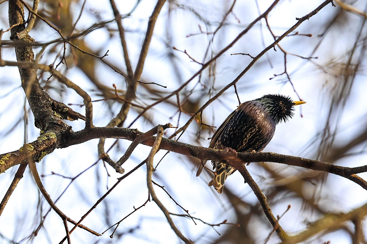 Жители Владимирской области запечатлели в небе под Суздалем сотни арктических воробьев и стаю белых лебедей. Есть в весенней коллекции местных фотографов также прекрасные скворцы и очаровательные свиристели. В Международный день птиц «Ключ-Медиа» делится подборкой самых эффектных кадров пернатых.