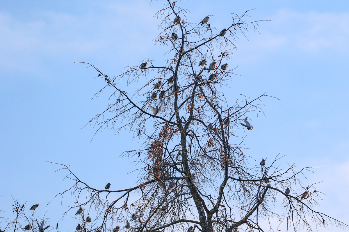 Жители Владимирской области запечатлели в небе под Суздалем сотни арктических воробьев и стаю белых лебедей. Есть в весенней коллекции местных фотографов также прекрасные скворцы и очаровательные свиристели. В Международный день птиц «Ключ-Медиа» делится подборкой самых эффектных кадров пернатых.