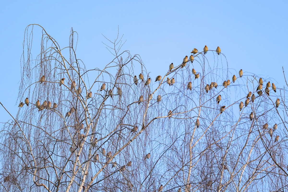 Жители Владимирской области запечатлели в небе под Суздалем сотни арктических воробьев и стаю белых лебедей. Есть в весенней коллекции местных фотографов также прекрасные скворцы и очаровательные свиристели. В Международный день птиц «Ключ-Медиа» делится подборкой самых эффектных кадров пернатых.