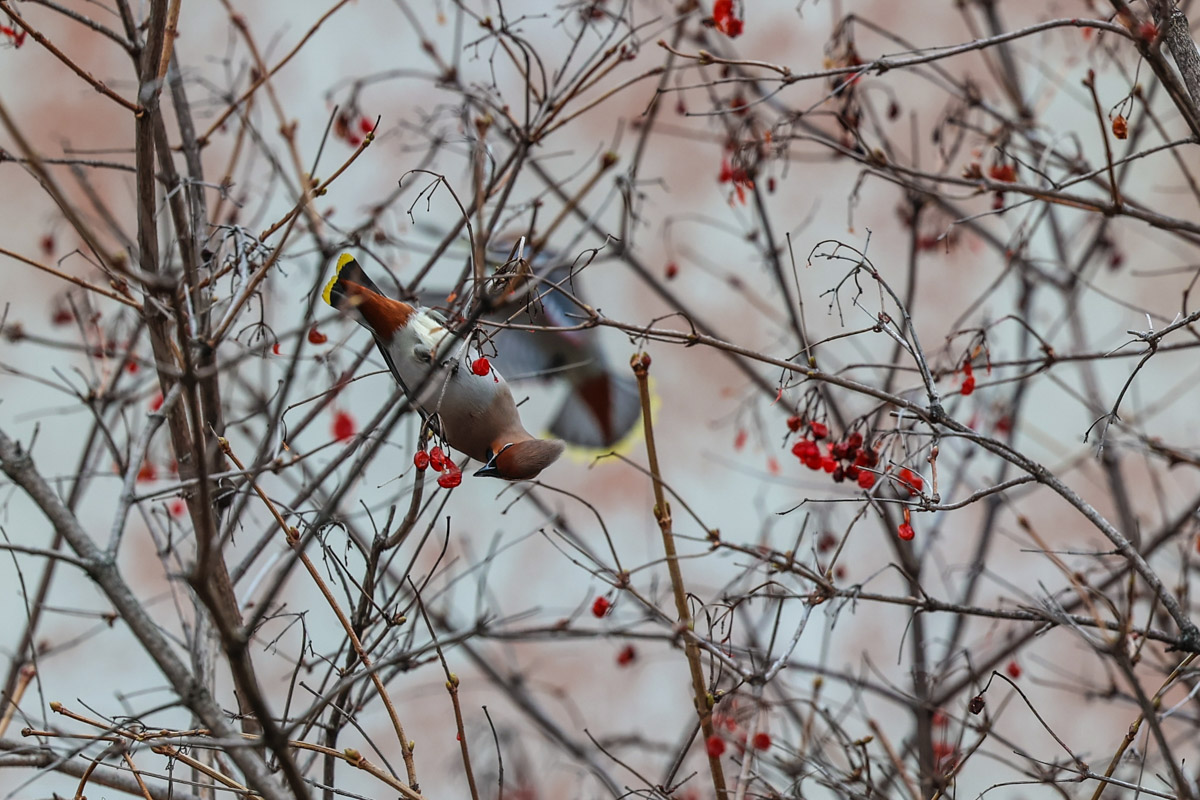 Жители Владимирской области запечатлели в небе под Суздалем сотни арктических воробьев и стаю белых лебедей. Есть в весенней коллекции местных фотографов также прекрасные скворцы и очаровательные свиристели. В Международный день птиц «Ключ-Медиа» делится подборкой самых эффектных кадров пернатых.