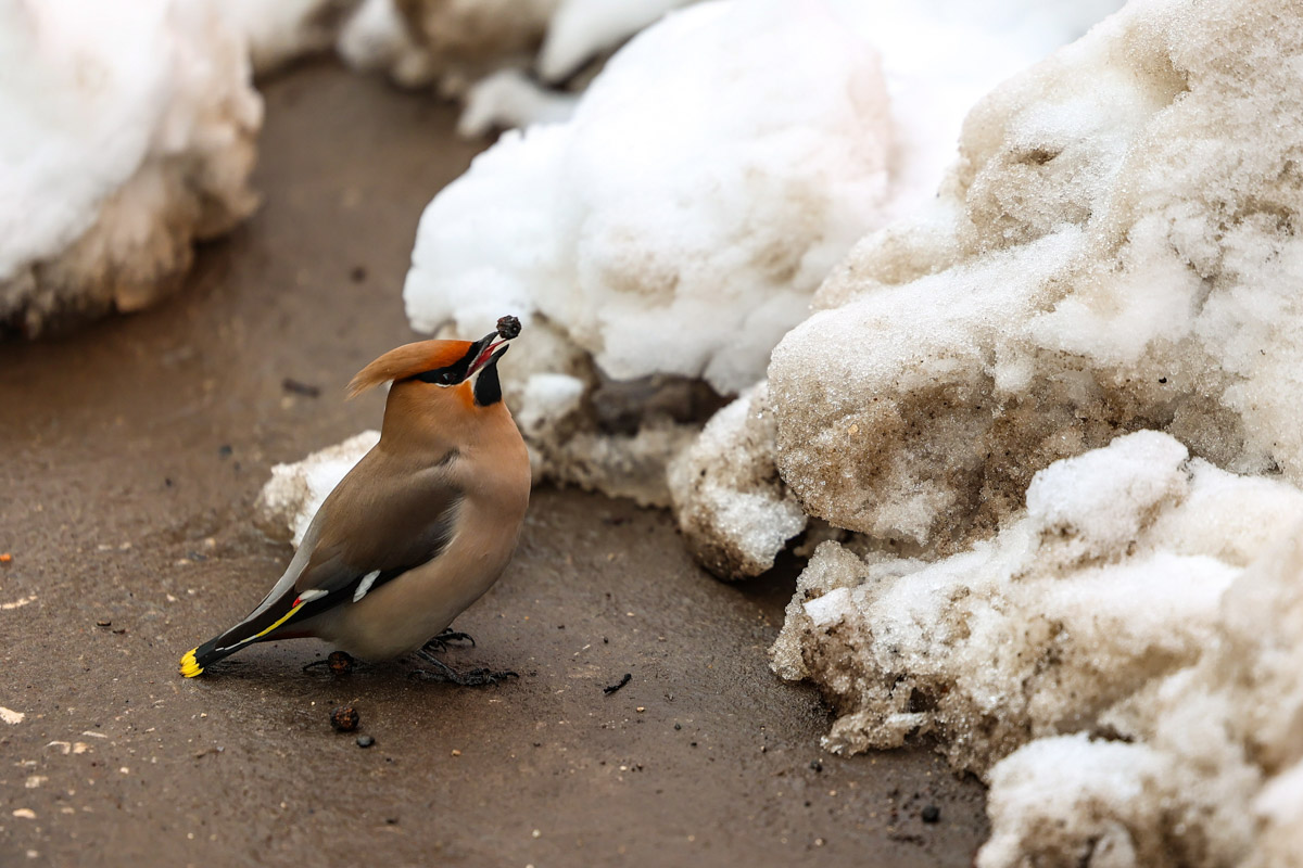 Жители Владимирской области запечатлели в небе под Суздалем сотни арктических воробьев и стаю белых лебедей. Есть в весенней коллекции местных фотографов также прекрасные скворцы и очаровательные свиристели. В Международный день птиц «Ключ-Медиа» делится подборкой самых эффектных кадров пернатых.