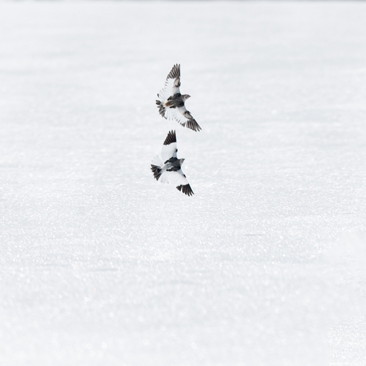Жители Владимирской области запечатлели в небе под Суздалем сотни арктических воробьев и стаю белых лебедей. Есть в весенней коллекции местных фотографов также прекрасные скворцы и очаровательные свиристели. В Международный день птиц «Ключ-Медиа» делится подборкой самых эффектных кадров пернатых.