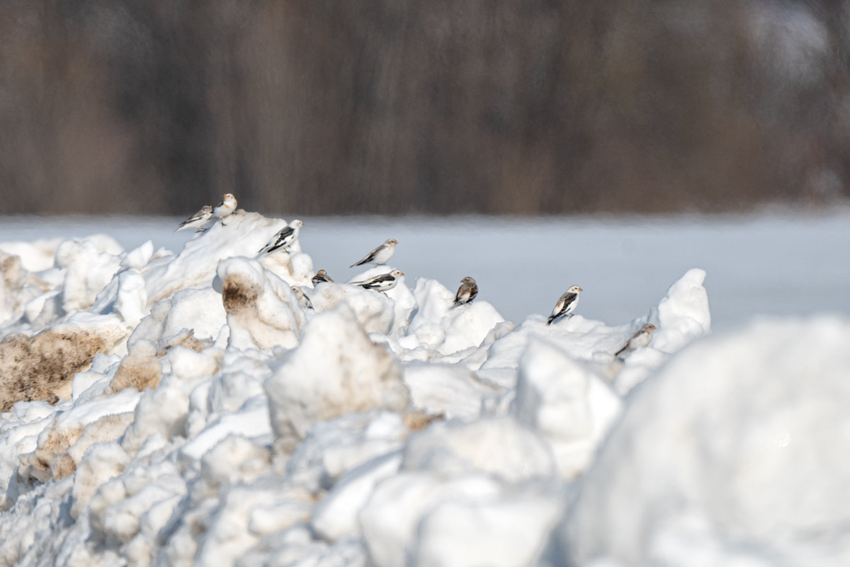 Жители Владимирской области запечатлели в небе под Суздалем сотни арктических воробьев и стаю белых лебедей. Есть в весенней коллекции местных фотографов также прекрасные скворцы и очаровательные свиристели. В Международный день птиц «Ключ-Медиа» делится подборкой самых эффектных кадров пернатых.