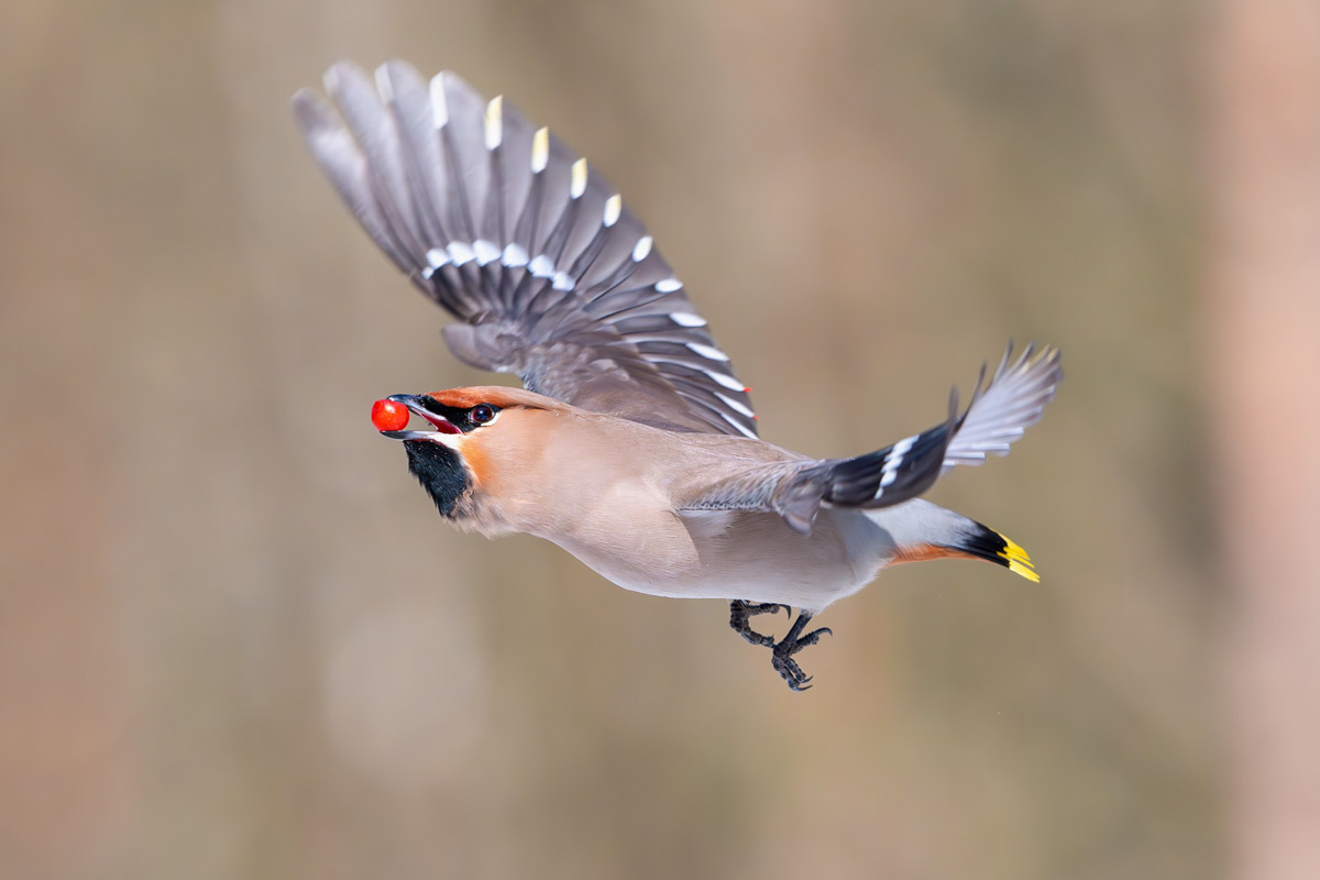 Жители Владимирской области запечатлели в небе под Суздалем сотни арктических воробьев и стаю белых лебедей. Есть в весенней коллекции местных фотографов также прекрасные скворцы и очаровательные свиристели. В Международный день птиц «Ключ-Медиа» делится подборкой самых эффектных кадров пернатых.