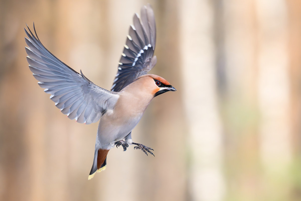 Жители Владимирской области запечатлели в небе под Суздалем сотни арктических воробьев и стаю белых лебедей. Есть в весенней коллекции местных фотографов также прекрасные скворцы и очаровательные свиристели. В Международный день птиц «Ключ-Медиа» делится подборкой самых эффектных кадров пернатых.