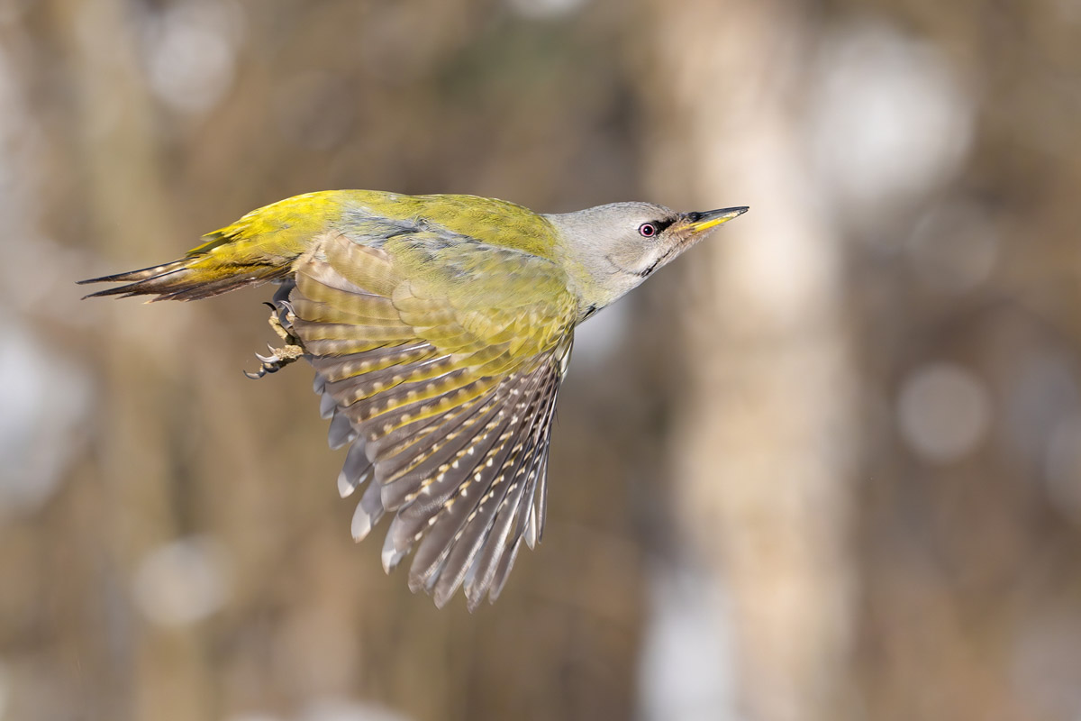 Жители Владимирской области запечатлели в небе под Суздалем сотни арктических воробьев и стаю белых лебедей. Есть в весенней коллекции местных фотографов также прекрасные скворцы и очаровательные свиристели. В Международный день птиц «Ключ-Медиа» делится подборкой самых эффектных кадров пернатых.