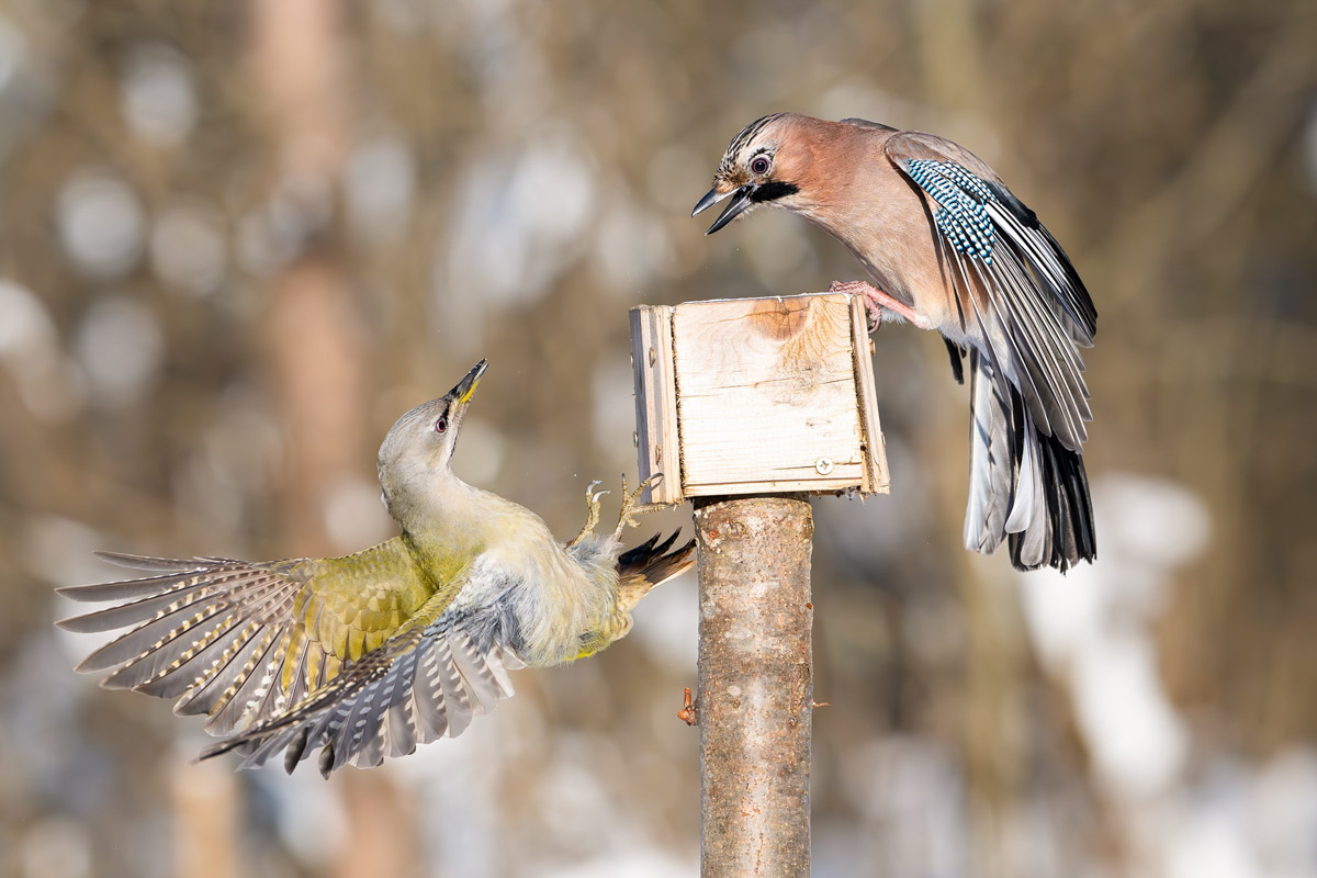 Жители Владимирской области запечатлели в небе под Суздалем сотни арктических воробьев и стаю белых лебедей. Есть в весенней коллекции местных фотографов также прекрасные скворцы и очаровательные свиристели. В Международный день птиц «Ключ-Медиа» делится подборкой самых эффектных кадров пернатых.