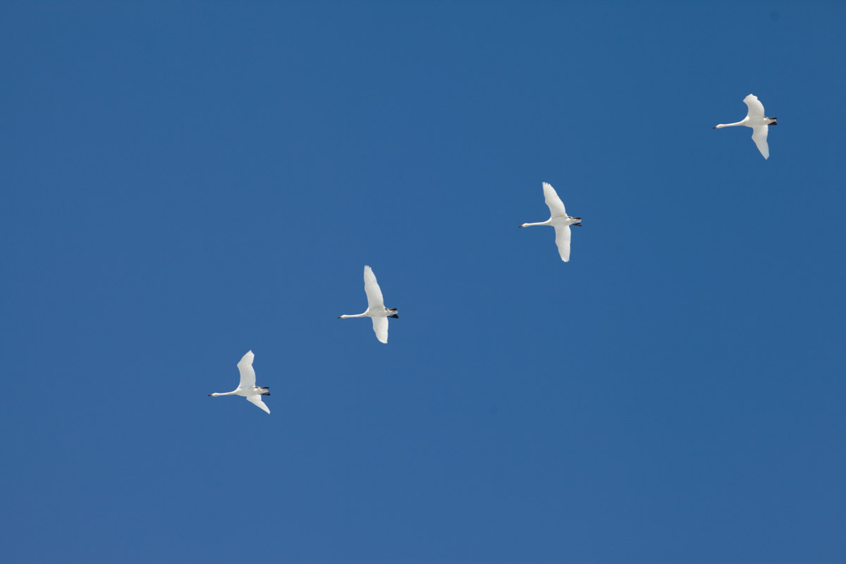 Жители Владимирской области запечатлели в небе под Суздалем сотни арктических воробьев и стаю белых лебедей. Есть в весенней коллекции местных фотографов также прекрасные скворцы и очаровательные свиристели. В Международный день птиц «Ключ-Медиа» делится подборкой самых эффектных кадров пернатых.