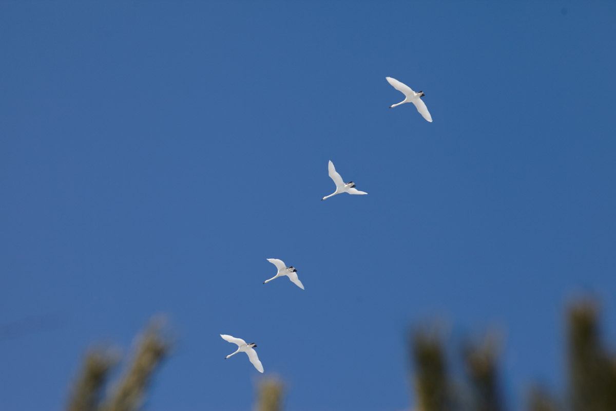 Жители Владимирской области запечатлели в небе под Суздалем сотни арктических воробьев и стаю белых лебедей. Есть в весенней коллекции местных фотографов также прекрасные скворцы и очаровательные свиристели. В Международный день птиц «Ключ-Медиа» делится подборкой самых эффектных кадров пернатых.
