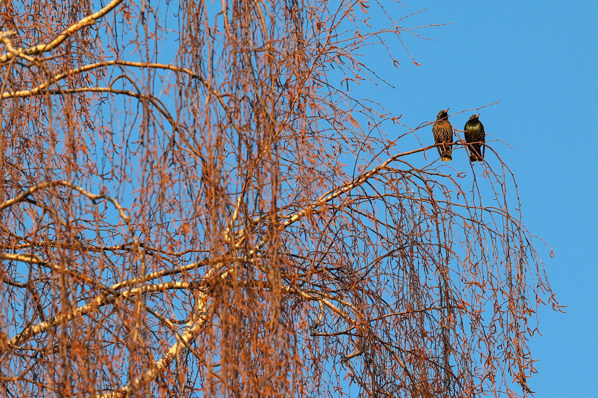 Жители Владимирской области запечатлели в небе под Суздалем сотни арктических воробьев и стаю белых лебедей. Есть в весенней коллекции местных фотографов также прекрасные скворцы и очаровательные свиристели. В Международный день птиц «Ключ-Медиа» делится подборкой самых эффектных кадров пернатых.