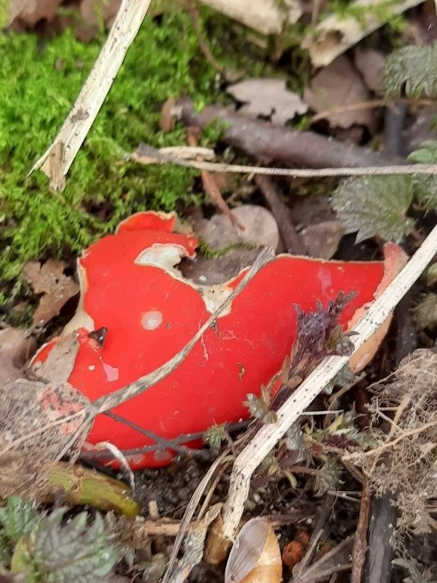 Хотя в лесах Владимирской области еще можно встретить снег, а кое-где и сугробы, отважные грибники уже успели открыть сезон. Среди первого урожая — яркие и эффектные дары природы. Так, например, любители тихой охоты делятся кадрами саркосцифы алой, которую еще называют чашей для эльфов.