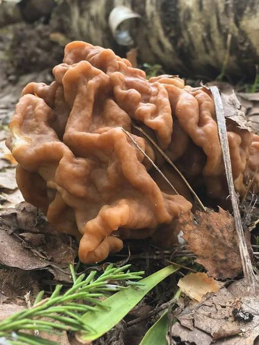 Хотя в лесах Владимирской области еще можно встретить снег, а кое-где и сугробы, отважные грибники уже успели открыть сезон. Среди первого урожая — яркие и эффектные дары природы. Так, например, любители тихой охоты делятся кадрами саркосцифы алой, которую еще называют чашей для эльфов.