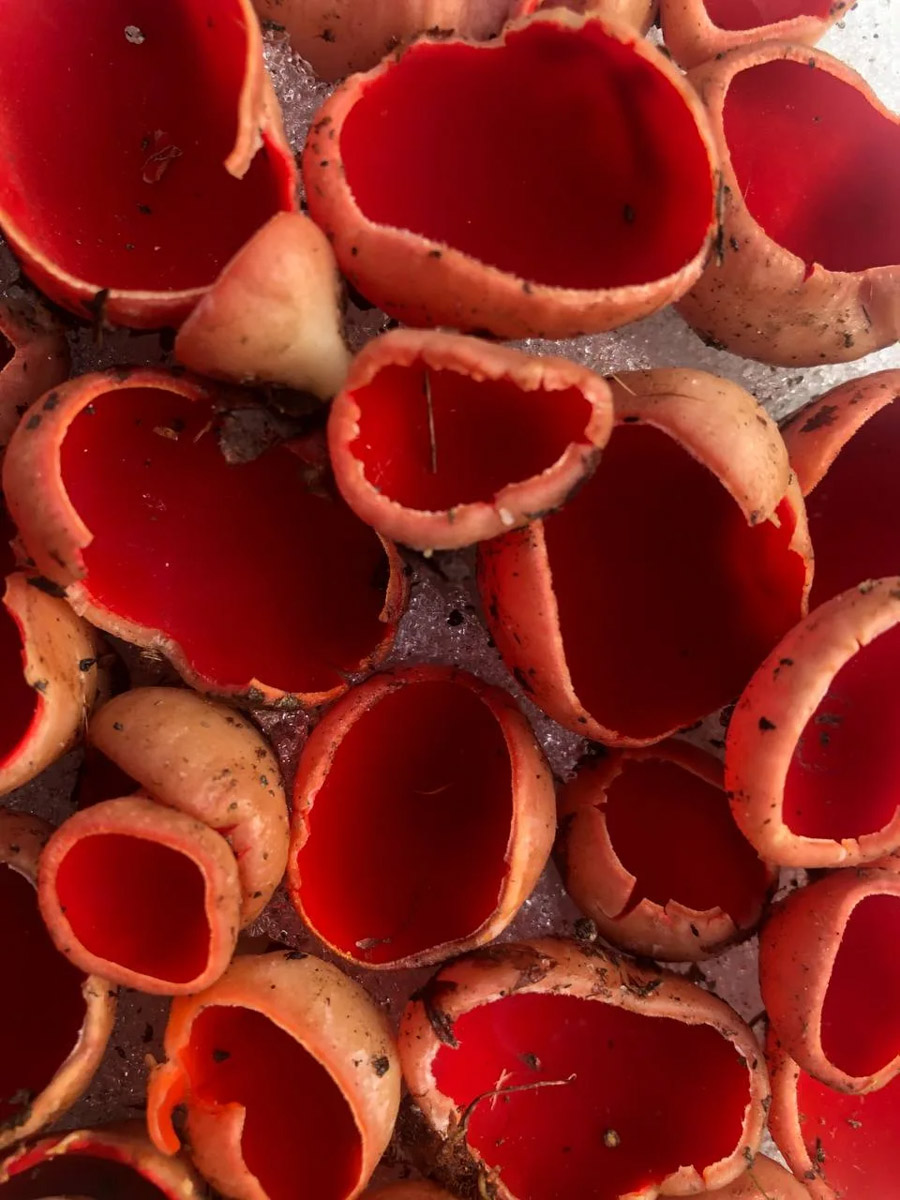 Хотя в лесах Владимирской области еще можно встретить снег, а кое-где и сугробы, отважные грибники уже успели открыть сезон. Среди первого урожая — яркие и эффектные дары природы. Так, например, любители тихой охоты делятся кадрами саркосцифы алой, которую еще называют чашей для эльфов.