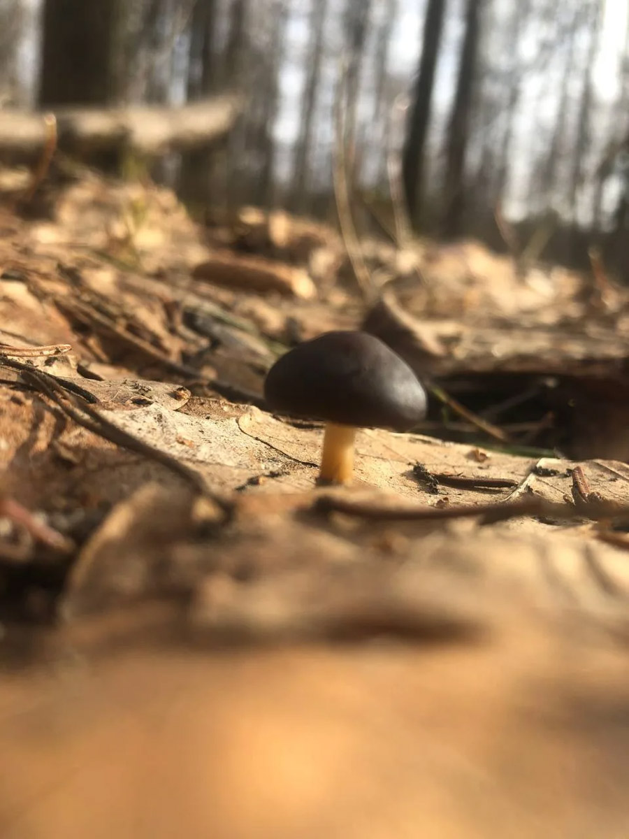 Хотя в лесах Владимирской области еще можно встретить снег, а кое-где и сугробы, отважные грибники уже успели открыть сезон. Среди первого урожая — яркие и эффектные дары природы. Так, например, любители тихой охоты делятся кадрами саркосцифы алой, которую еще называют чашей для эльфов.