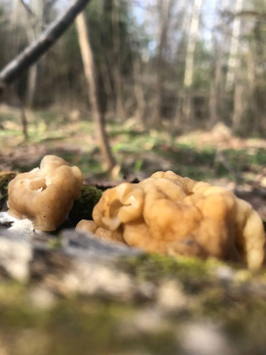 Хотя в лесах Владимирской области еще можно встретить снег, а кое-где и сугробы, отважные грибники уже успели открыть сезон. Среди первого урожая — яркие и эффектные дары природы. Так, например, любители тихой охоты делятся кадрами саркосцифы алой, которую еще называют чашей для эльфов.