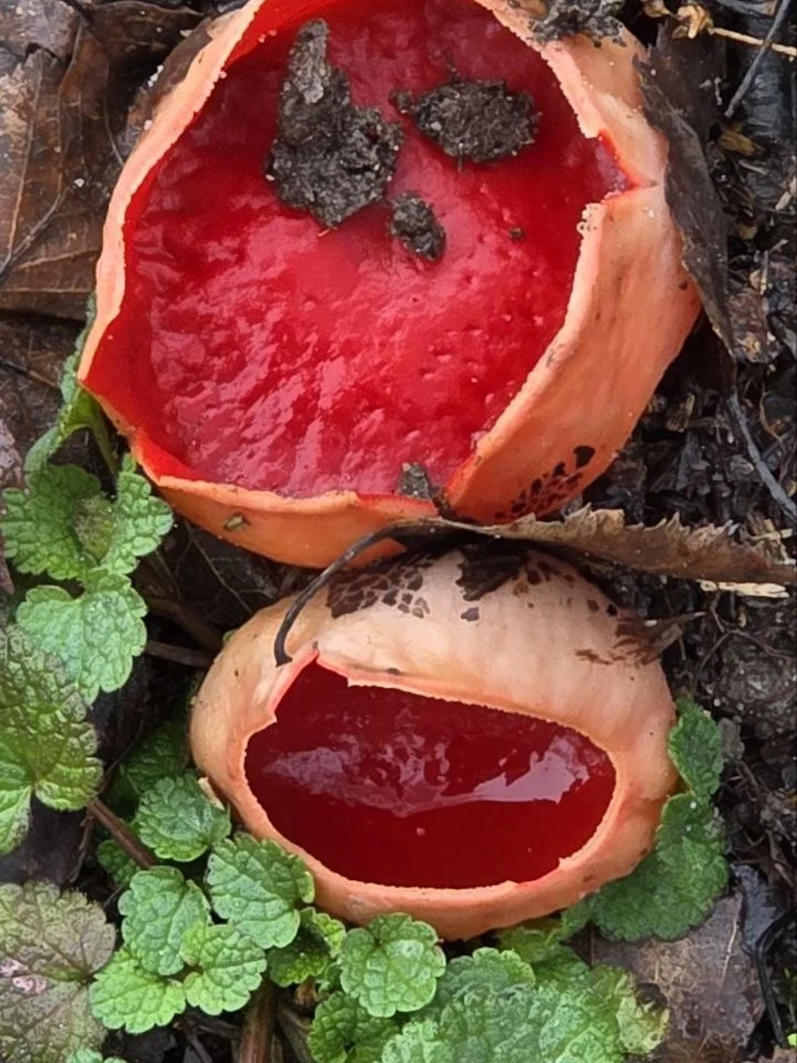 Хотя в лесах Владимирской области еще можно встретить снег, а кое-где и сугробы, отважные грибники уже успели открыть сезон. Среди первого урожая — яркие и эффектные дары природы. Так, например, любители тихой охоты делятся кадрами саркосцифы алой, которую еще называют чашей для эльфов.