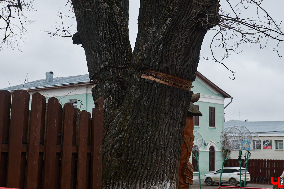 «Златая цепь» на дубе том всё же не выдержала. Ветви известного векового дерева на Георгиевской стали угрозой для пешеходов и воспитанников детского сада по соседству. В итоге на одной из главных туристических точек поставили ограждение. «Ключ-Медиа» узнал, что произошло с памятником природы, скованным, казалось бы, долговечной металлической стяжкой, и какая судьба его ждет.