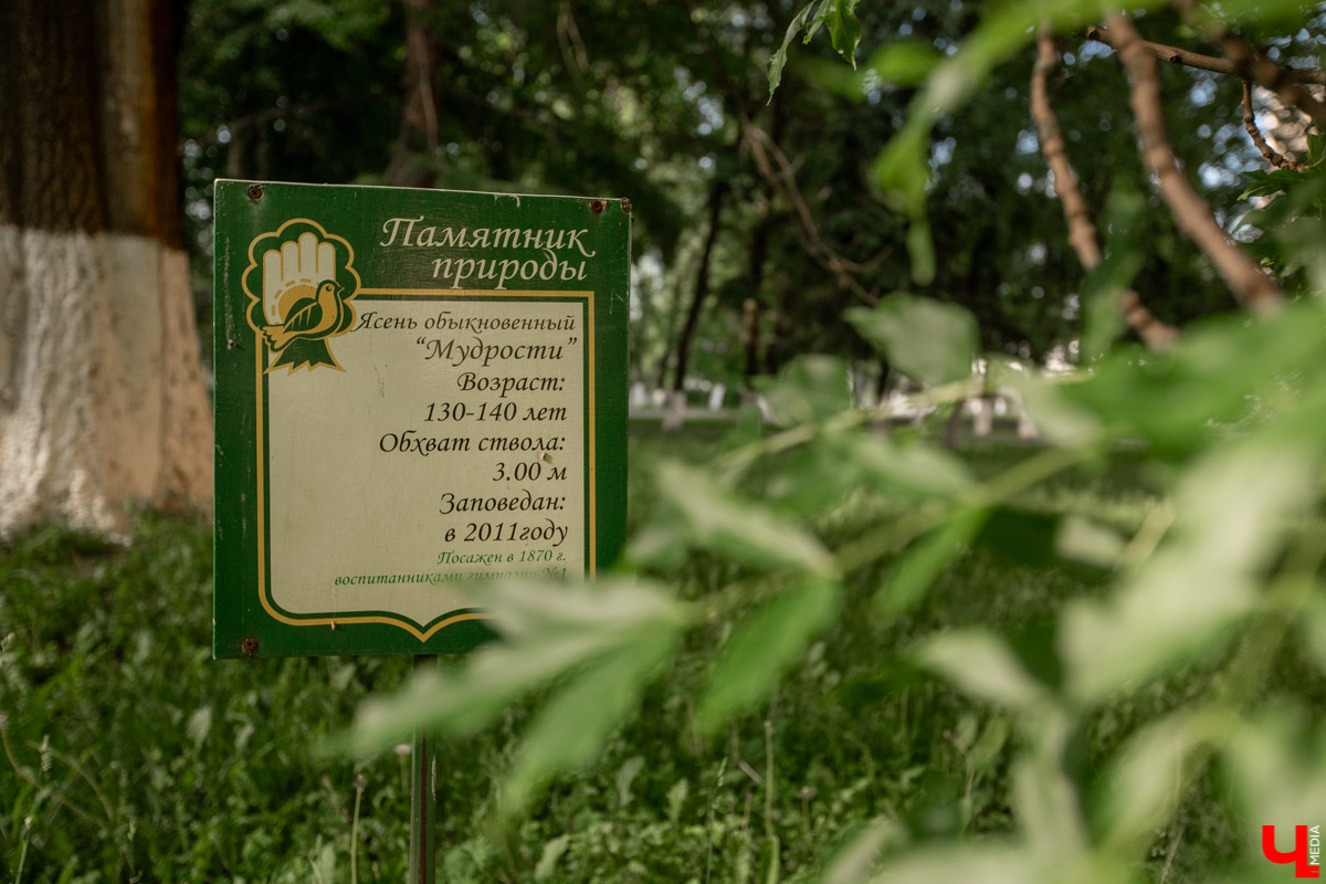 «Златая цепь» на дубе том всё же не выдержала. Ветви известного векового дерева на Георгиевской стали угрозой для пешеходов и воспитанников детского сада по соседству. В итоге на одной из главных туристических точек поставили ограждение. «Ключ-Медиа» узнал, что произошло с памятником природы, скованным, казалось бы, долговечной металлической стяжкой, и какая судьба его ждет.